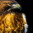 程序图标：Seahawk