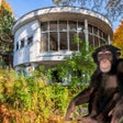 Ícone do programa: Abandoned Building Monkey…