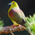 Programikonen: Wedge-tailed green pigeon