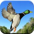 Ikona programu: Duck Hunting Calls