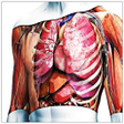 プログラムのアイコン：human anatomy and body he…