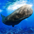 Icon of program: The Sperm Whale