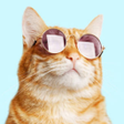 Programikonen: Cats Quotes  Cute Animal …