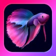 Icon of program: Bettarium - Betta Fish Ta…