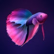 程序图标：Bettarium - Betta Fish Ta…