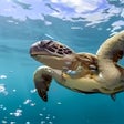 Icon of program: World Oceans Day PREMIUM