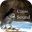 프로그램 아이콘: Crow Sounds  Crow Call So…