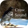 Crow Sounds  Crow Call Sound