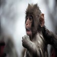Programikonen: Monkey Wallpaper HD New T…