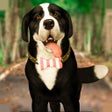 Icoon van programma: My Virtual Pet Dog Care :…