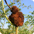 プログラムのアイコン：Plant diseases
