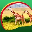 Giraffe Live Wallpapers