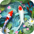 أيقونة البرنامج: Lively Koi Fish 3D Theme