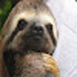 Programikonen: InstaSloth