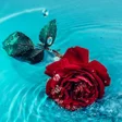 Icoon van programma: Rosely- Rose Flower wallp…