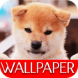 プログラムのアイコン：Wallpaper Dog Collection