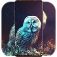 プログラムのアイコン：Owl Wallpaper HD
