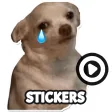 Funny Dog Memes Animated Stickers WAStickerApps