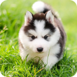程序图标：Husky Puppy Wallpapers
