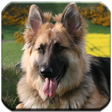 程序图标：German Shepherd - HD Wall…