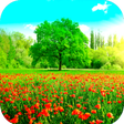 Programikonen: Spring Wallpaper HD