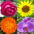 Icoon van programma: Flowers Quiz - Identify P…