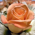 Icon of program: Flower Jigsaw Puzzles