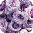 程序图标：Lavender Rose WalL
