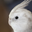 プログラムのアイコン：Cockatiel Sounds