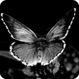 程序图标：Black and White Wallpaper