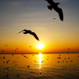Programikonen: Sunset and Migratory Seag…