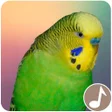 Иконка программы: Canto Perico Australiano