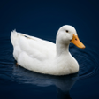 プログラムのアイコン：Duck Soundboard
