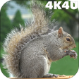 ไอคอนของโปรแกรม: 4K Park Squirrel Video Li…