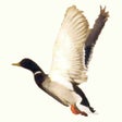 程序图标：Duck Call Classic