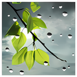 Icon of program: Rain live wallpaper