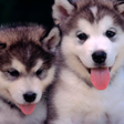 Иконка программы: Puppies dogs live wallpap…