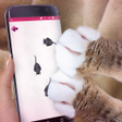 程序图标：Mouse for a cat Cat Toys