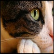 Иконка программы: Cats New Tab