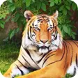 Royal Tiger Wallpaper HD