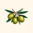 程序图标：Cyprusays Learn Cypriot G…