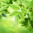 Programikonen: Leaves Live Wallpaper