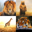 Programikonen: Zoo Live Wallpaper