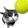 Icon of program: Cat Tennis