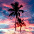Palm Tree Wallpaper icon