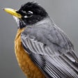 Programikonen: Birds of North America: S…