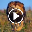 Lion Video Live Wallpaper