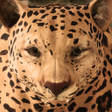 Icono de programa: Ultimate Leopard Simulato…