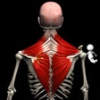 Icoon van programma: Anatomy by Muscle  Motion