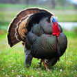 程序图标：Turkey calls